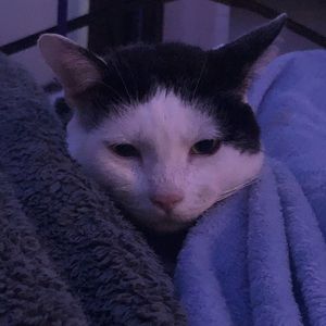 Meet your Posher, Anne